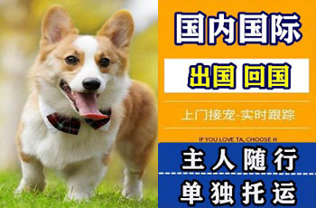琼海市宠物托运公司琼海市宠物托运公司琼海市宠物托运公司
