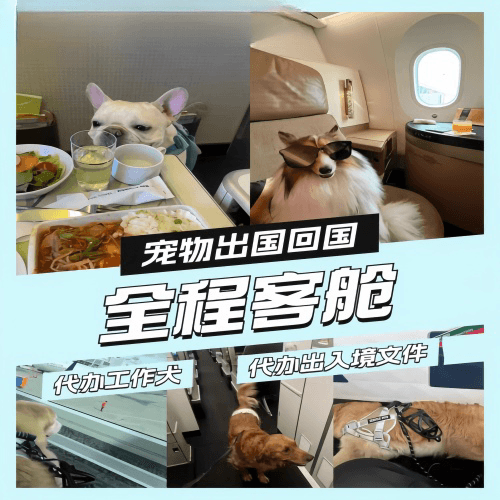 琼海市宠物托运到白俄罗斯宠物入境规定和要求